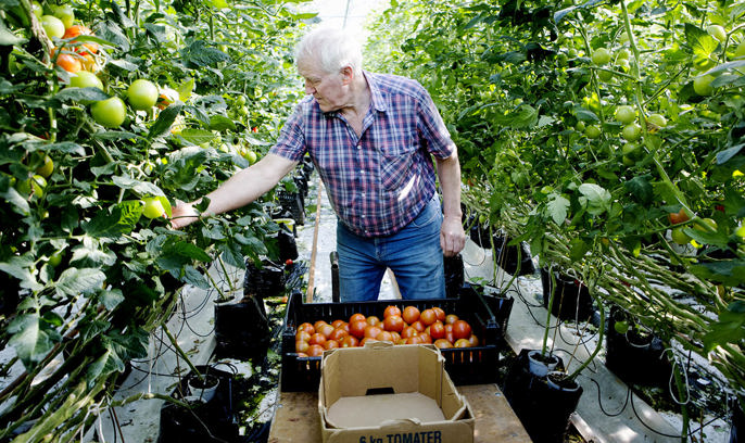 En tomatodlare går omkring i ett växthus
